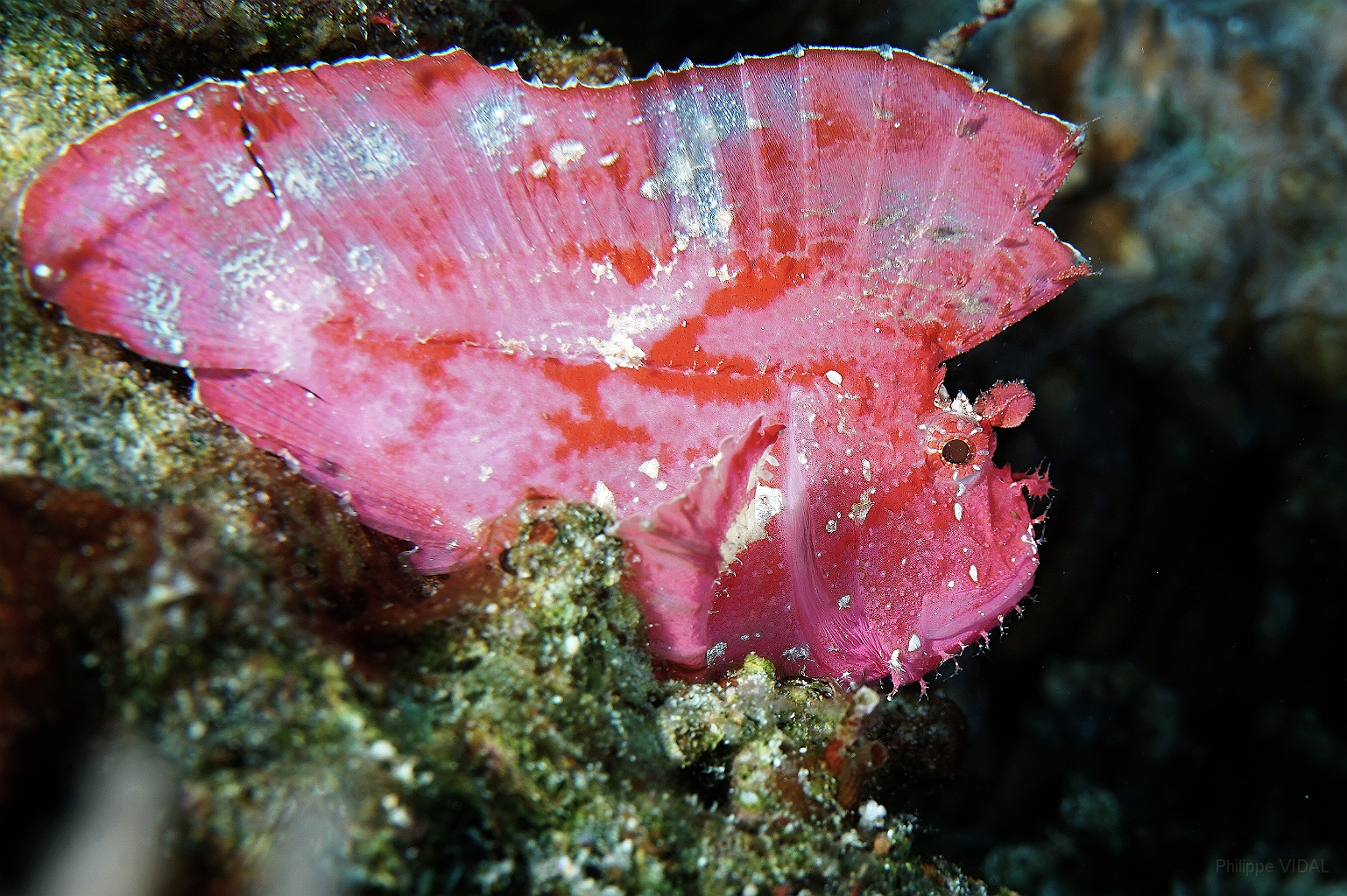 Banda Sea 2018 - DSC06130_rc - Leaf Scorpionfish - Poisson feuille - Taenianotus triacanthus.jpg